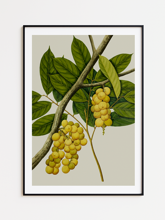 Round Yellow Fruit Illustration